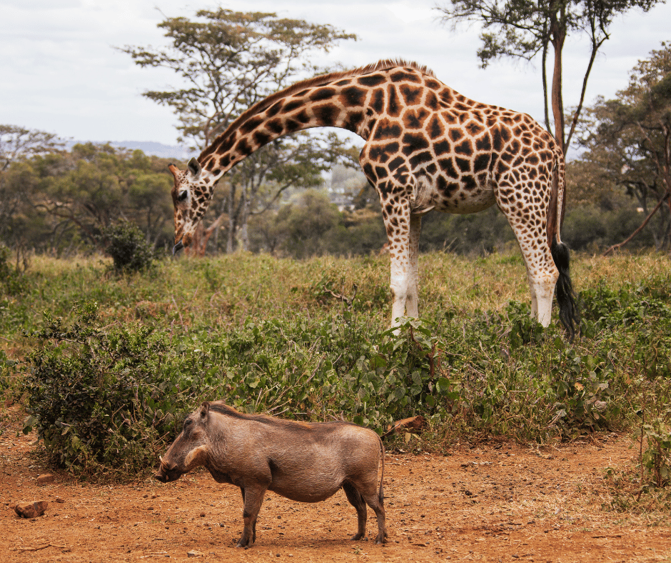Giraffe Centre